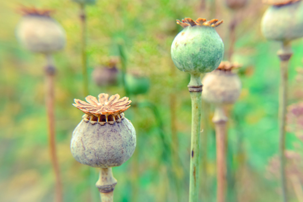Heroin is derived from the poppy plant